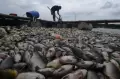 Ribuan Ikan Keramba Waduk Kedung Ombo Mati