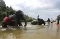 Wisata Gajah Jinak Sumatera di Aceh Jaya