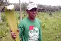 Melihat dari Dekat Budidaya Aloe Vera di Kabupaten Kulon Progo