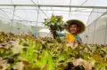 Melihat Pertanian Hidroponik di Pondok Pesantren Ulul Ilmi Jakarta