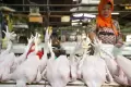 Mendekati Hari Raya Idul Fitri, Harga Ayam Potong Alami Kenaikan