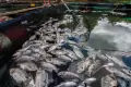Belasan Ton Ikan Mati Terdampak Musim Kemarau