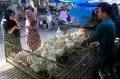 Harga Ayam Potong di Aceh Tembus Rp85 Ribu per Ekor