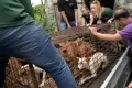 Penyelamatan Anjing dan Kucing dari Rumah Potong Hewan di Tomohon