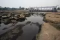 Dilanda Musim Kemarau, Air Sungai Cisadane Mulai Surut