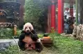 Giant Panda Cai Tao di TSI Bogor Ulang Tahun ke-13