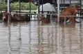 Topan Khanun Hantam Korea Selatan, Banjir Dimana-mana