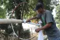 Jelang HUT RI ke-78, Penjualan Pohon Pinang di Jakarta Laris Manis