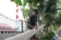 Jelang HUT RI ke-78, Penjualan Pohon Pinang di Jakarta Laris Manis