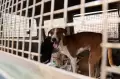 Jelang KTT G20, Ratusan Anjing Liar Ditangkapi di Jalanan New Delhi