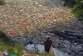 Sampah Menumpuk di Sungai Cibanten
