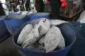 KKP Persiapkan Kebijakan Penangkapan Ikan Teratur