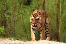Berapa Sisa Harimau di Dunia? Ini Data Resminya