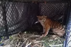 Mengapa Harimau Dinyatakan sebagai Hewan Dilindungi di Indonesia?