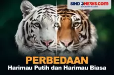 Selain Warna, Berikut 3 Perbedaan Harimau Putih dan Harimau Biasa
