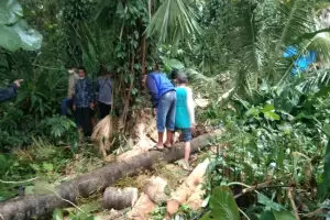 Tebang Pohon Kelapa, Warga Bogor Tewas Tertimpa Pinang yang Ikut Tumbang