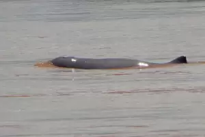 Saudara Pesut Mahakam, Lumba-lumba Irrawaddy Terakhir Mati Terjerat Alat Pancing