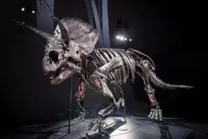Ini Fosil Dinosaurus Terlengkap di Dunia, Triceratops Horridus Dipamerkan di Australia