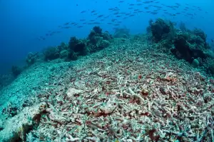 Epson Gandeng WWF untuk Meningkatkan Dampak Konservasi Laut