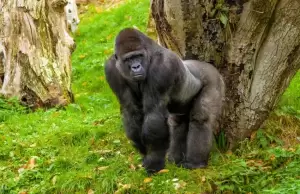 Gorila Remaja Kecanduan Smartphone, Bikin Pusing Petugas Kebun Binatang