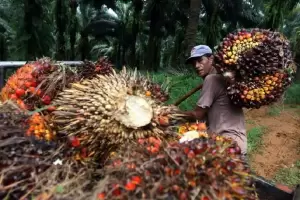Serikat Petani Kelapa Sawit Ungkap Siasat Perusahaan CPO Raih Cuan Besar