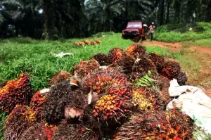 Serikat Petani Bongkar Kelakuan Korporasi Saat Garap Kebun Sawit di Tanah Air