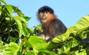 Monyet Misterius Ditemukan di Kalimantan, Hibrida 2 Spesies Langka