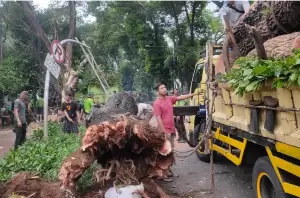 Pohon Besar Tumbang di Jalan Latuharhari Manteng, 5 Alat Berat Dikerahkan