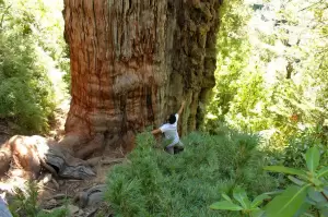 Pohon Tertua di Dunia Ada di Chile, Tumbuhnya di Zaman Batu 5.000 Tahun Lalu!