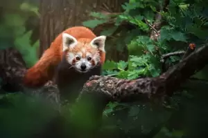 Diperkirakan Tersisa 10.000 Ekor, Masa Depan Panda Merah Terancam Punah