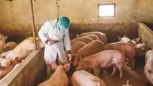 Flu Babi Afrika Terdeteksi di Italia, 1.000 Ekor Hewan Dimusnahkan