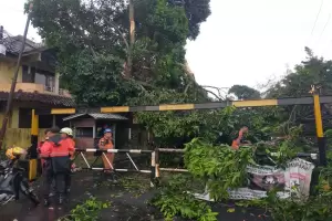 Hujan dan Angin Kencang Tumbangkan Pohon di Bogor