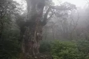 10 Pohon Tertua di Dunia, Nomor 5 Dikeramatkan