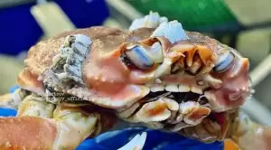 Nelayan Temukan Kepiting Punya Gigi seperti Manusia