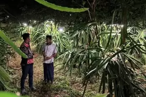 Terang Bohlam dari PLN Bikin Petani Buah Naga di Sinjai Raih Cuan Berlipat