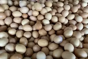 Pedagang Pusing, Harga Telur Naik Jadi Rp31.000 per Kg