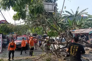 Pohon Tumbang Timpa Mobil hingga Ringsek di Bekasi