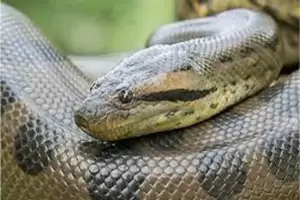 Tak Berbisa tapi Mematikan, Inilah 4 Jenis Ular Anaconda Terbesar di Dunia