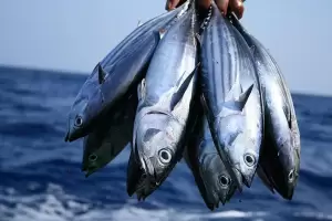 5 Ikan yang Boleh Dimakan Penderita Kolesterol dan Asam Urat