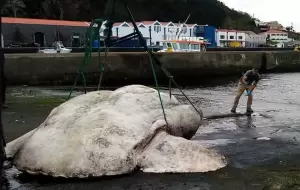 Terbesar di Dunia, Mola-mola Raksasa Seberat 3 Ton Ditemukan di Portugal