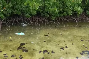 Perairan Kepulauan Seribu Dipenuhi Tumpahan Minyak, Polisi Turun Tangan