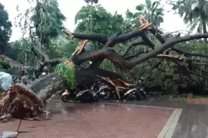 6 Orang Tertimpa Pohon Tumbang di Balai Kota, 2 Korban Luka Berat