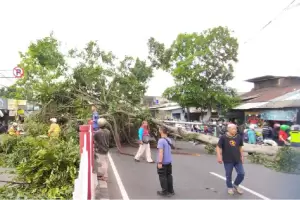 Pohon Mahoni 7 Meter Tumbang di Kramat Jati, Jalan Raya Bogor Macet Parah