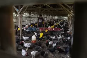 Bikin Harga Ayam Hidup di Atas HPP, Insan Perunggasan Dukung SE Kementan