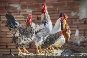Berumur 20 Tahun, Ayam Ini Diklaim Tertua di Dunia