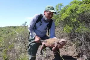 Anak Iguana Merah Muda Pertama Ditemukan di Pulau Galapagos