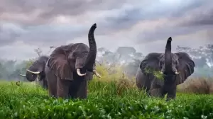 Gajah, Satu-satunya Hewan yang Bisa Cegah Bumi Alami Kiamat Lingkungan