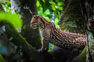 Hutan Amazon akan Berubah Jadi Padang Rumput, Jaguar Bakal Jadi Korban