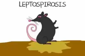 Begini Gejala Leptospirosis dan Cara Penyembuhannya