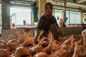 Bansos Beras Meluncur Sebelum Puasa, Ayam dan Telur Masih Digodok